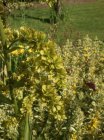 Veratrum viride Roheline upsujuur